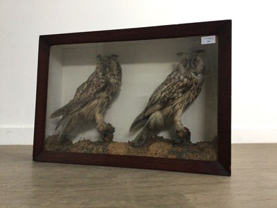 Lot 54 - PAIR OF TAXIDERMY LONG-EARED OWLS