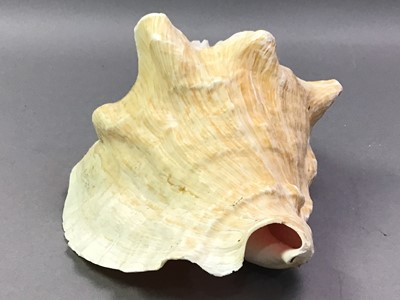 Lot 641 - COLLECTION OF SHELLS