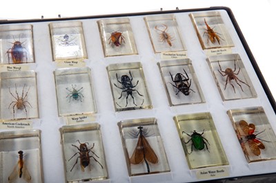 Lot 62 - COLLECTION OF INSECTS AND ARACHNIDS