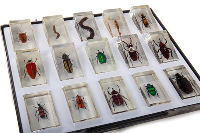 Lot 63 - COLLECTION OF INSECTS