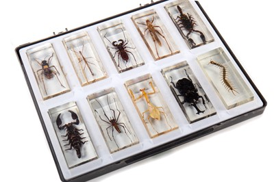 Lot 64 - COLLECTION OF INSECTS AND ARACHNIDS