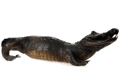 Lot 65 - TAXIDERMY CROCODILE