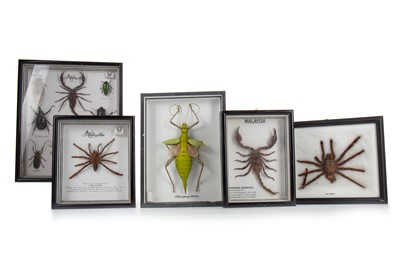 Lot 70 - COLLECTION OF ARACHNID AND INSECT SPECIMENS