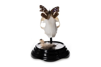 Lot 77 - TAXIDERMY CAT SKULL AND BUTTERFLY