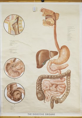 Lot 79 - 20TH CENTURY ANATOMICAL POSTER 'THE DIGESTIVE SYSTEM'