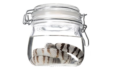 Lot 80 - WET SNAKE SPECIMEN