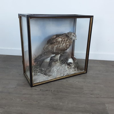 Lot 82 - VICTORIAN TAXIDERMY STUDY OF A BUZZARD AND DUCK