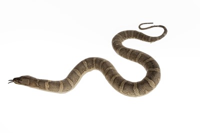 Lot 83 - TAXIDERMY STUDY OF A SNAKE