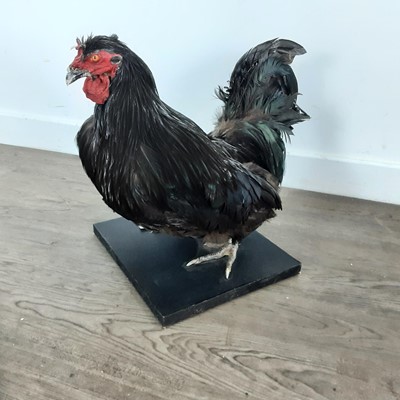 Lot 84 - TAXIDERMY STUDY OF LA FLECHE COCKEREL