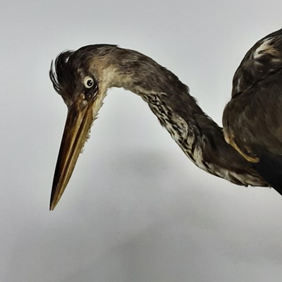 Lot 86 - TAXIDERMY STUDY OF A HERON