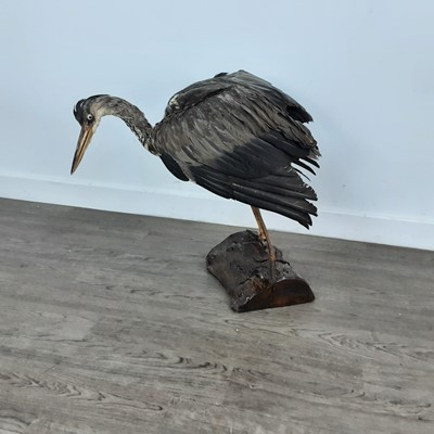 Lot 86 - TAXIDERMY STUDY OF A HERON