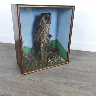 Lot 87 - TAXIDERMY STUDY OF A LONG EARED OWL (ASIO OTUS)