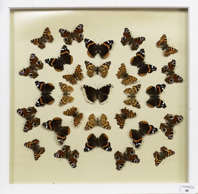 Lot 88 - TAXIDERMY BRITISH BUTTERFLY DISPLAY