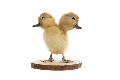 Lot 89 - TAXIDERMY STUDY OF A TWO-HEADED DUCKLING