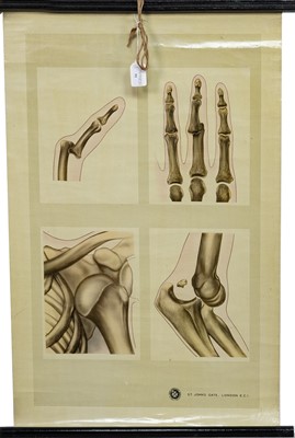 Lot 91 - EARLY 20TH CENTURY MEDICAL ROLLER CHART