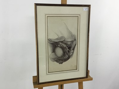 Lot 94 - THREE ANATOMICAL ETCHINGS