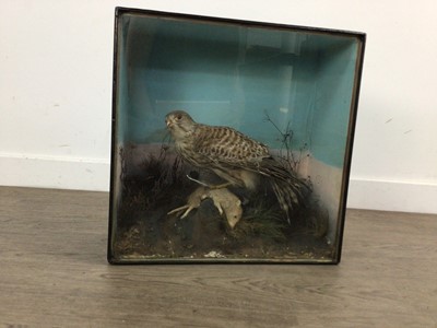 Lot 95 - VICTORIAN TAXIDERMY STUDY OF A KESTREL AND MOUSE