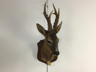 Lot 100 - CERTIFICATED GOLD MEDAL CLASS TAXIDERMY ROE DEER (CAPREOLUS CAPREOLUS) HEAD