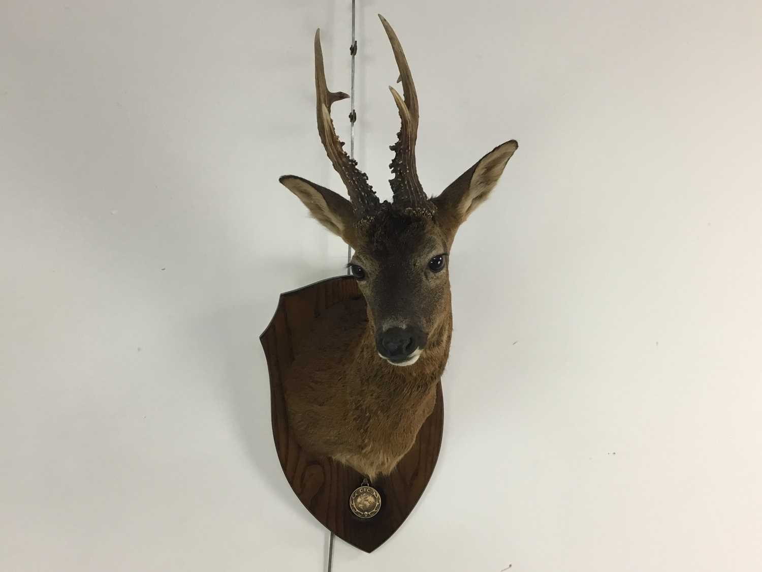 Lot 101 CERTIFICATED BRONZE MEDAL CLASS TAXIDERMY