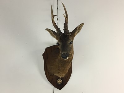 Lot 101 - CERTIFICATED BRONZE MEDAL CLASS TAXIDERMY ROE DEER (CAPREOLUS CAPREOLUS) HEAD