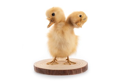 Lot 104 - JAMES CRANFIELD, TAXIDERMY STUDY OF A TWO-HEADED DUCKLING