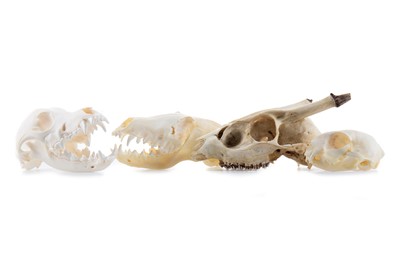 Lot 119 - COLLECTION OF ANIMAL SKULLS