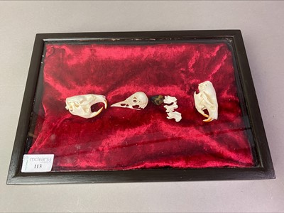 Lot 113 - SMALL COLLECTION OF ANIMAL BONES