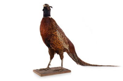 Lot 108 - TAXIDERMY COCK PHEASANT (PHASIANUS COLCHICUS)