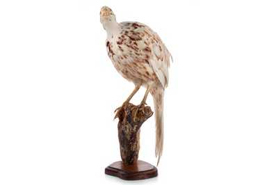 Lot 106 - TAXIDERMY LEUCISTIC PHEASANT (PHASIANUS COLCHICUS)