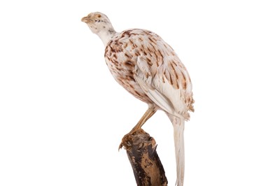 Lot 106 - TAXIDERMY LEUCISTIC PHEASANT (PHASIANUS COLCHICUS)