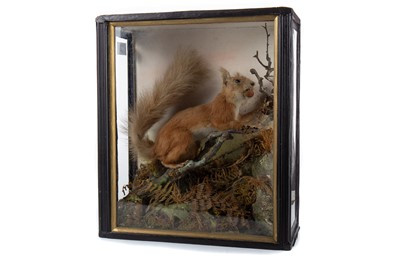 Lot 105 - TAXIDERMY RED SQUIRREL (SCIURUS VULGARIS)