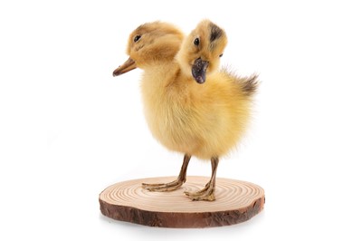 Lot 115 - JAMES CRANFIELD, TAXIDERMY STUDY OF A TWO-HEADED DUCKLING