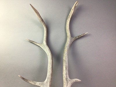 Lot 322 - PAIR OF ANTLERS