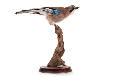 Lot 131 - TAXIDERMY JAY (GARRULUS GLLANDARIUS)