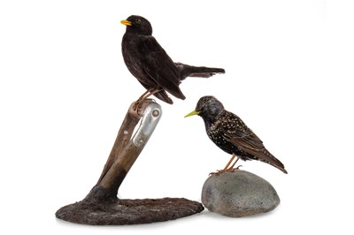 Lot 134 - TWO TAXIDERMY BIRDS