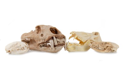 Lot 135 - FOUR ANIMAL SKULLS