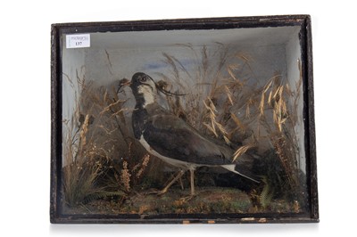 Lot 137 - TAXIDERMY LAPWING (VANELLINAE)