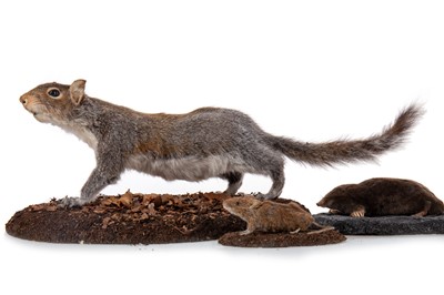 Lot 136 - FOUR TAXIDERMY SPECIMENS