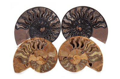 Lot 140 - FOUR POLISHED AMMONITE SPECIMENS