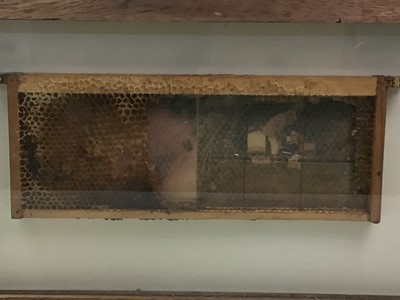 Lot 93 - FRAMED SECTION OF A HONEYCOMB