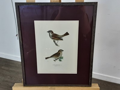 Lot 623 - TWO LITHOGRAPHS OF BIRDS