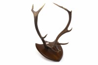 Lot 846 - SET OF TWELVE POINT STAG ANTLERS mounted on an...