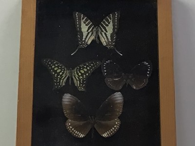 Lot 389 - MOUNTED BUTTERFLIES