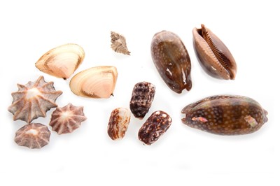 Lot 158 - CONCHOLOGY, SMALL COLLECTION OF SHELLS