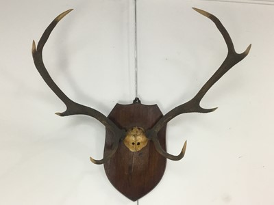 Lot 68 - MOUNTED STAG ANTLERS