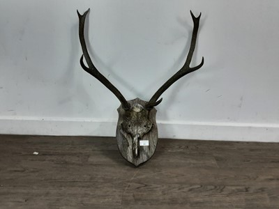 Lot 392 - PAIR OF ANTLERS