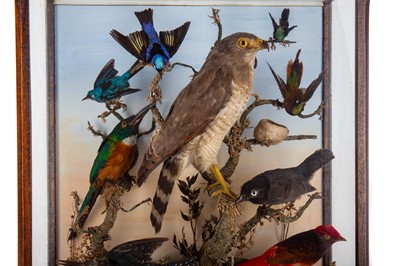 Lot 1 - VICTORIAN TAXIDERMY ORNITHOLOGICAL GROUP