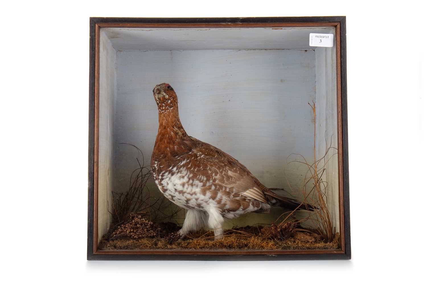 Lot 3 - VICTORIAN TAXIDERMY STUDY OF A GROUSE