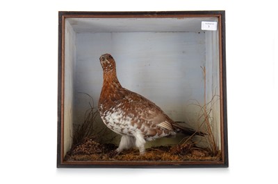 Lot 3 - VICTORIAN TAXIDERMY STUDY OF A GROUSE