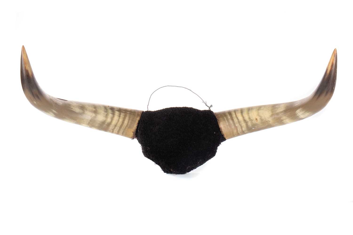 Lot 10 - SET OF CATTLE HORNS